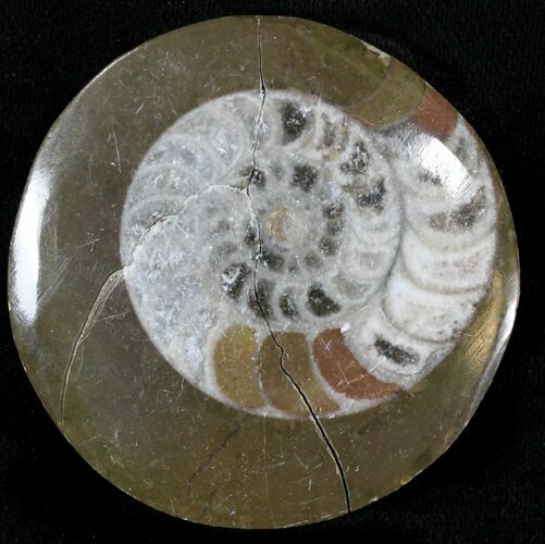 Polished Goniatite Fossil - Morocco #23544